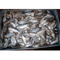 fish meal